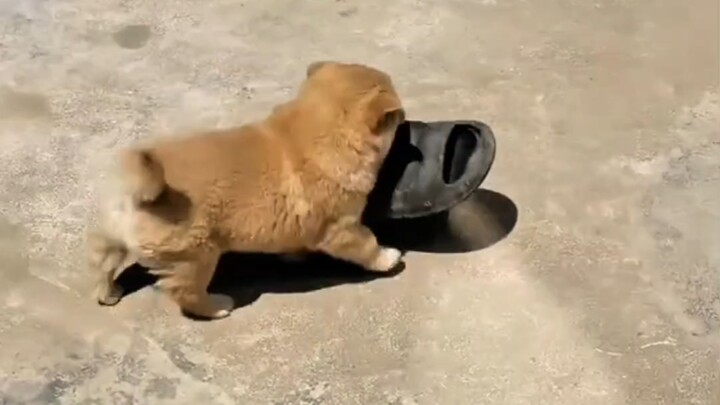 Anjing gemuk kecil di rumah kakek