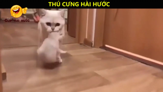 Ôi động vật_ Cười vỡ bụng với những Video hay nhất năm 2018 P6