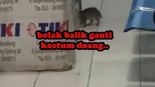 KUCING SUPER