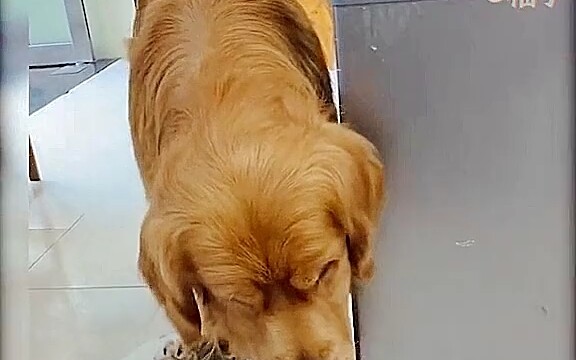 เจ้าหมาโกลเด้นตัวนี้น่าสงสารหน่อยๆ เหมือนเด็กที่ทำผิดเลย น่ารักดีฮ่าฮ่าฮ่า