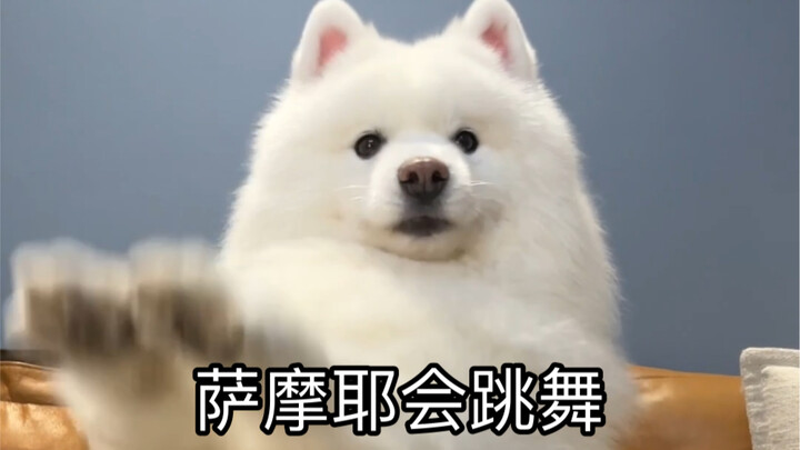 I suspect I’ve been scammed—someone sold me a fake Samoyed.