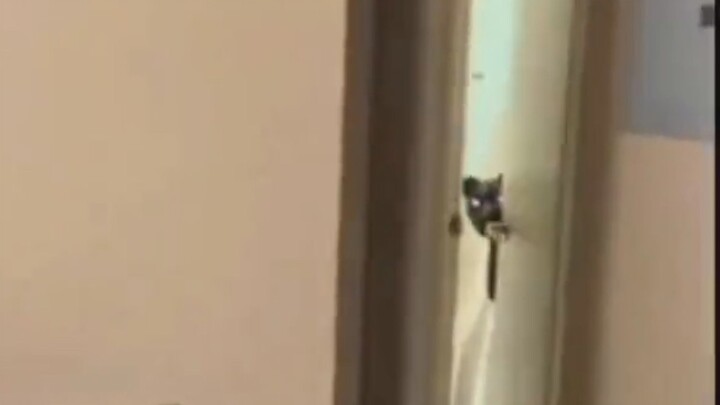 Xác suất để một chú chó đâm bạn bằng dao là rất thấp, nhưng không phải là không có.