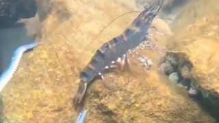 الجمبري: إذا أمسكت بهم، فلن تتمكن من الإمساك بي بعد الآن! فليروشين!