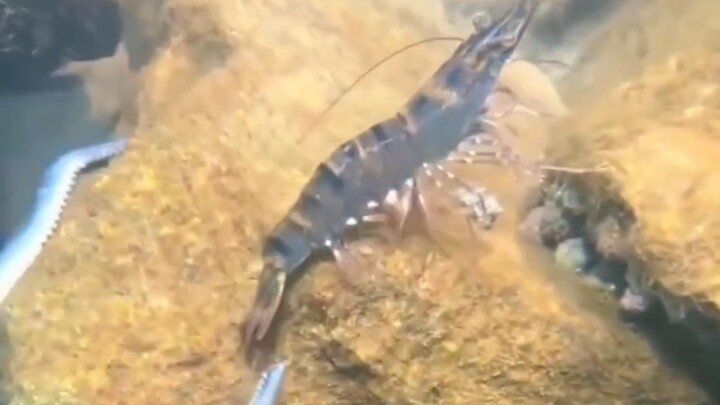 虾:抓了它们就不能抓我了哦！飞雷神！