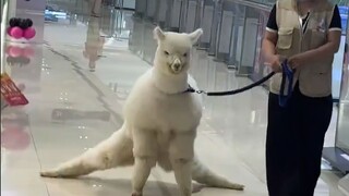 当代网友都养些什么神奇宠物？