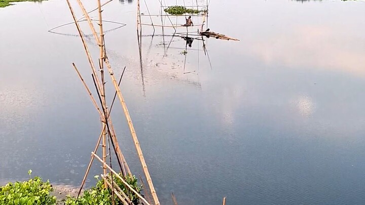 কচুরিপানায় ভরা বিল, বাঁশের জাল আর ডুবন্ত সূর্য।