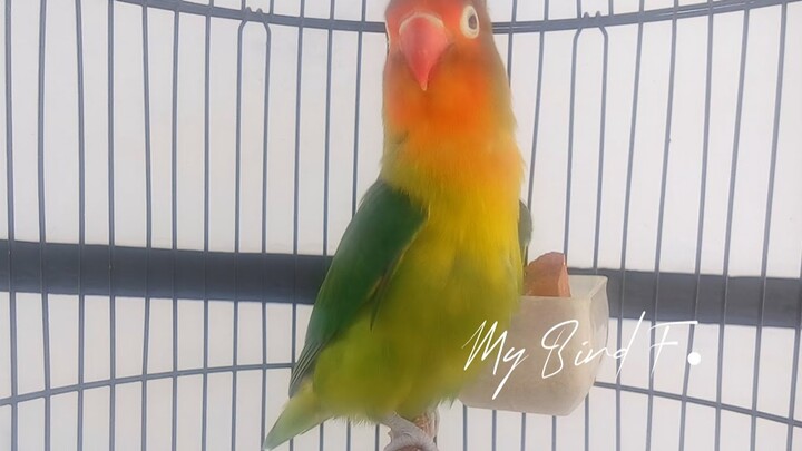 SUPER MANTAP!! Lovebird MANAPUN Pasti NYAUT Ngekek, CUKUP 2 menit BISA TELER