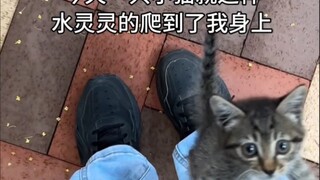 Kucing liar yang menjadi orang tua angkat anakku ternyata sendiri menemukan jalan pulang ke depan pi