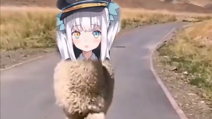 Sheep That Scams for Money While Crossing the Road