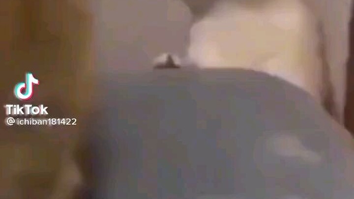 This kind of cat 🐈