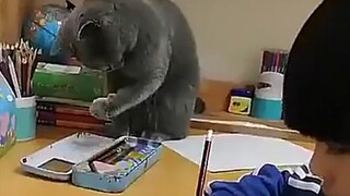Kenapa aku tidak bisa mengangkatnya? Apa aku anak kucing?