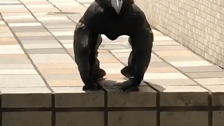 The clever raven makes up for the absence of a puppy in the sky.