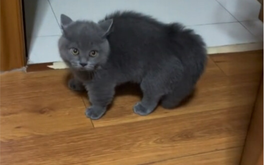 Four-jin cat, four-jin rebellious spirit