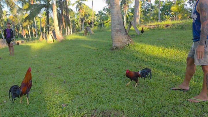 Earlybird