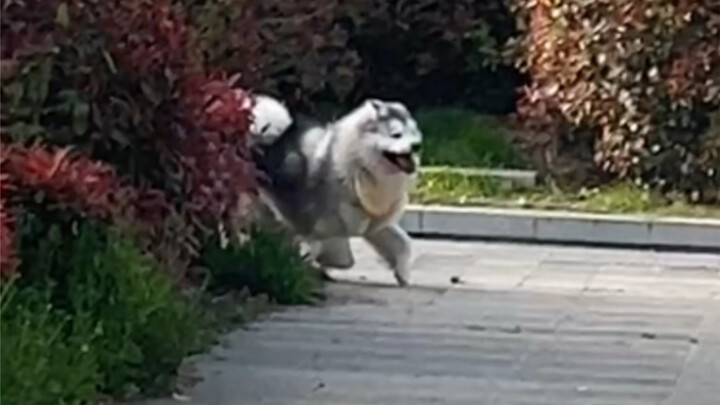 Chú cún của tôi đúng là lúc nào cũng chỉ có mình tôi trong mắt thôi!