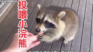 大叔无意间投喂了一次小浣熊，没想到小浣熊却带来了所有兄弟姐妹！
