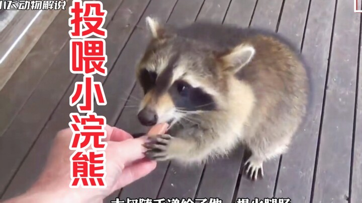 ألقى العم عن طريق الخطأ طعامًا لحيوان الراكون الصغير مرة واحدة، ولم يتوقع أن الراكون الصغير سيجلب جم