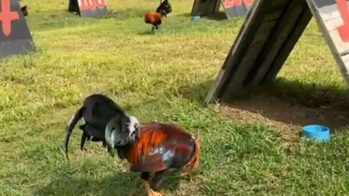 for intertainment purposes only     credits to the owner of this video