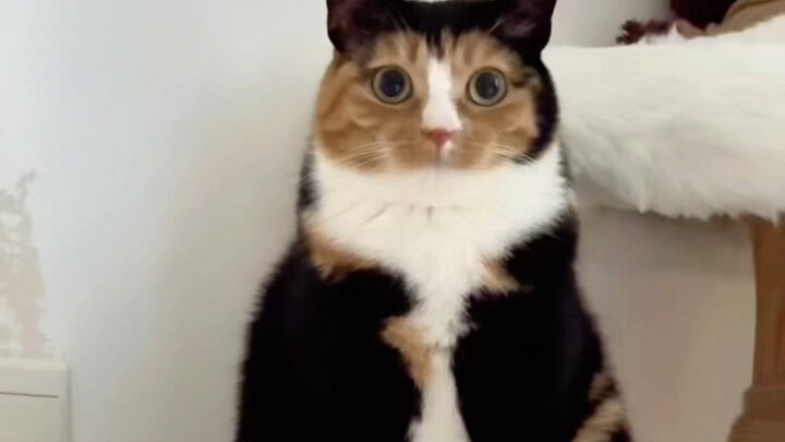 แมวน้อยหน้าร้อนยังใส่เสื้อขนจิ้งจอก ไม่ร้อนได้ยังไงล่ะ?