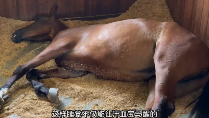 วิธีที่ดีที่สุดในการปลุกม้าเหงื่อโลหิตที่กำลังหลับอยู่