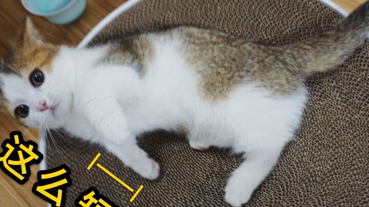 Tôi có nuôi một con mèo, và hóa ra nó lại là một con Corgi?! Nó mềm mại và dễ bị đẩy ngã!