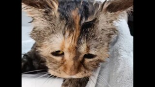 My cat, I was washed clean