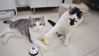 Seimut Apa Kucing Yang Sedang Marah?
