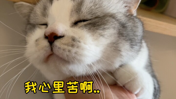 Seberapa mematikah kehebatan si Kucing Ibu dalam bertarung? Sampai-sampai kucing nakal pun jadi tena