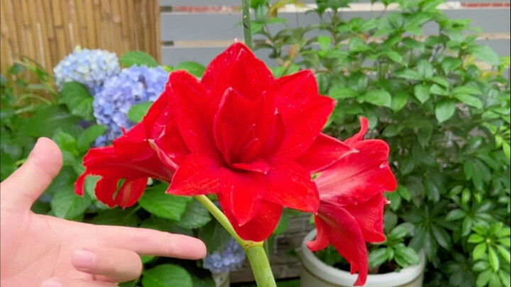 If you remember these secrets, it’ll be easy to get your plants blooming profusely!