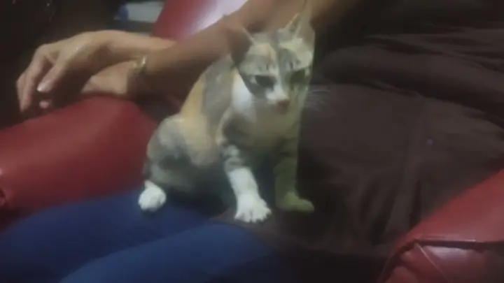 Cat Gives Her Owner A Massage