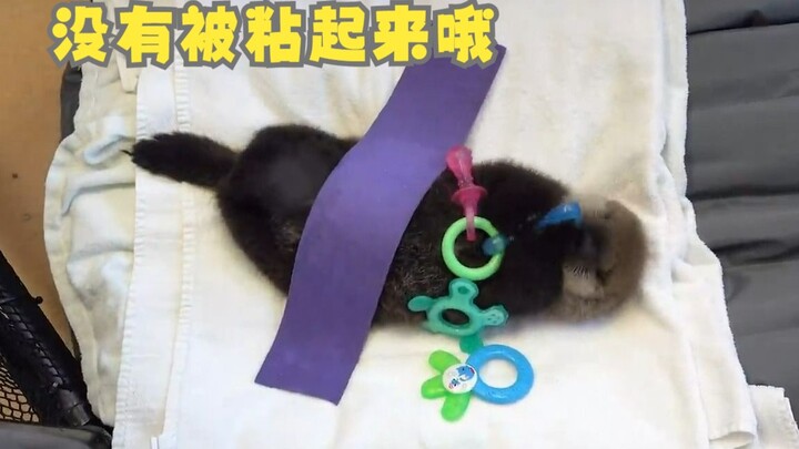 【นากทะเลโจอี้】เจ้าโจอี้เติบโตอย่างดีที่ศูนย์ช่วยเหลือสัตว์!