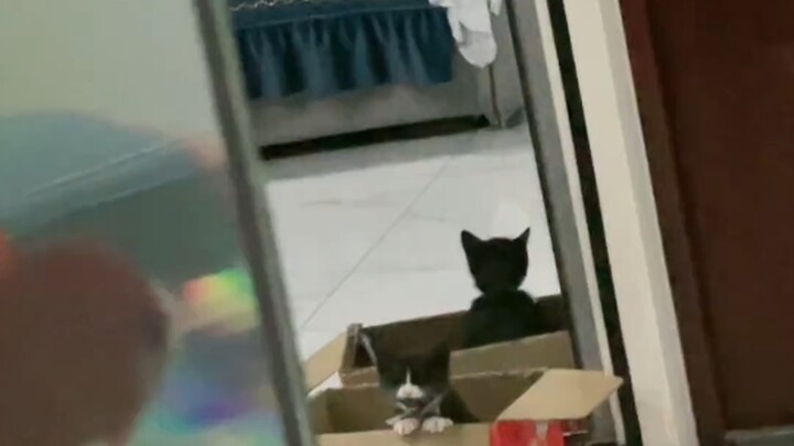 Here comes Clip Cat! Come and take a look~