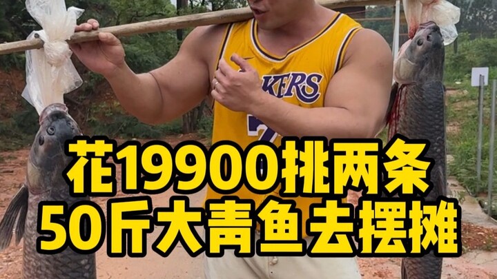 ทุ่มเงิน 19,000 หยวน จับปลาเฉาตัวใหญ่สองตัว น้ำหนักตัวละเกิน 25 กิโลกรัม นำไปวางแผงขายดูสิว่าจะทำกำไ