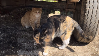 Some cats are so scared when they see their wives that they can't even stand up straight