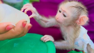 Mis Is Life!! Tiny adorable Luca never forgets the milk  He is so excited when seeing the milk