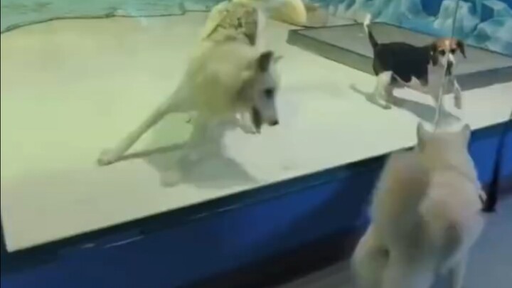 Owner Takes Husky to the Polar Pavilion to See Arctic Wolves—And the Wolves React in Shock!