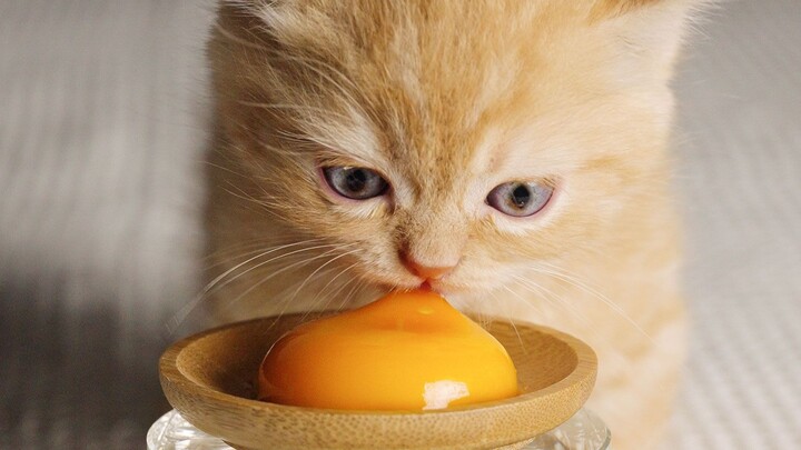 Saat anak kucing kecil pertama kali makan kuning telur