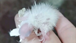 وُلد وحش الشعر المنتفش