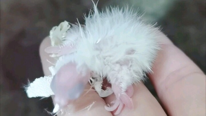 وُلد وحش الشعر المنتفش