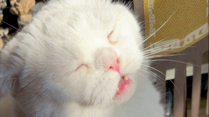 Perut ini setiap hari terus melar bulat sekali~