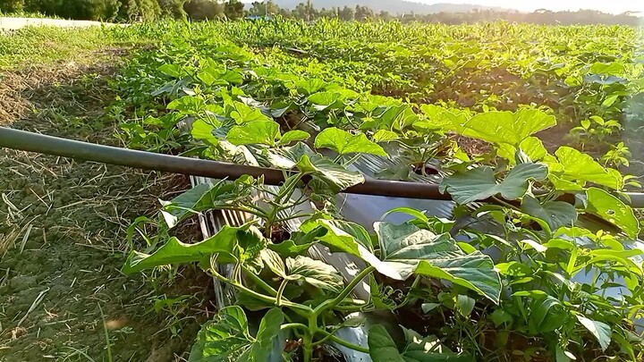 my simple upo farm.Seed production