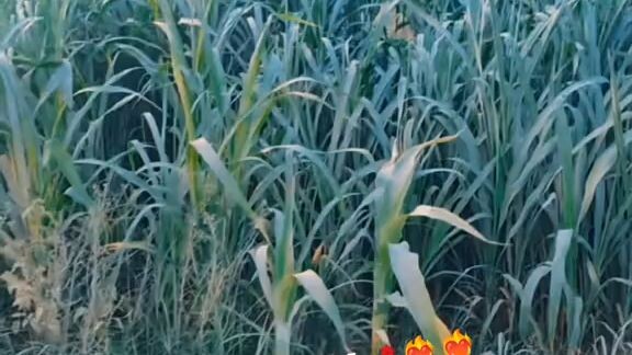 Engineer Muhammad Ali Mirza ❣️ Follow me plz 🥹