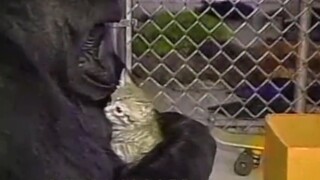 The orangutan told the keeper in sign language that his cat was knocked away and he was very sad!