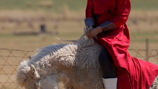 Gadis cantik suku Mongolia melatih kuda liar, bahkan sapi pun terkejut!