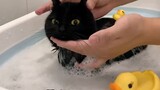 A black cat that has been raised for a year turns into a white cat after taking a bath? ? ?