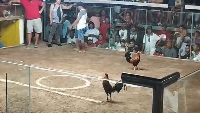 Gull - Win 4th Fight