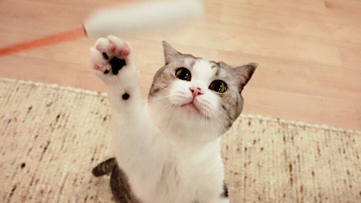 家里装修地板，5只猫被囚禁一天，憋疯了出来就嗨翻！