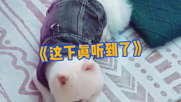 Meng Ziyi’s dog has serious variety-show vibes—every family needs a smart one, right?