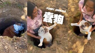 谢尔曼‼️你再掉洞里试试‼️