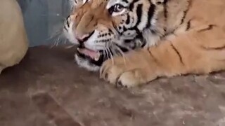 Hổ Tử: Cậu có giỏi thì cho tôi vào đi!